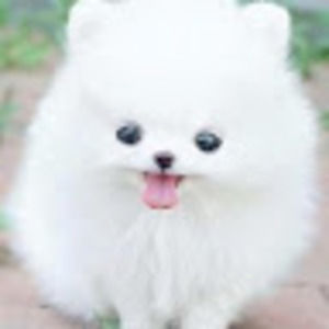 Meet your Posher, Daniela